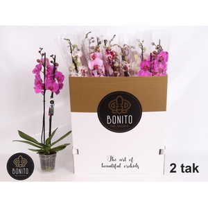 PHAL GEM 10 KL