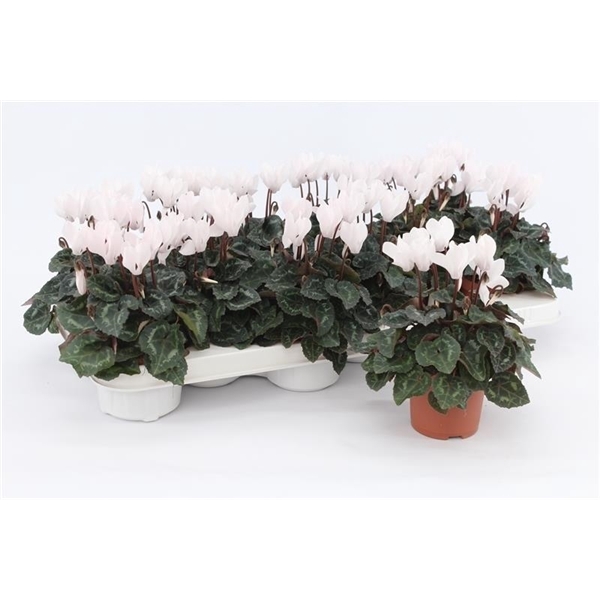 <h4>Cyclaam Mini White</h4>