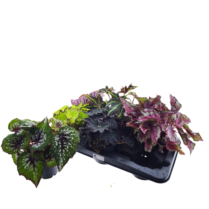 <h4>Beg Rex Grp Gem</h4>