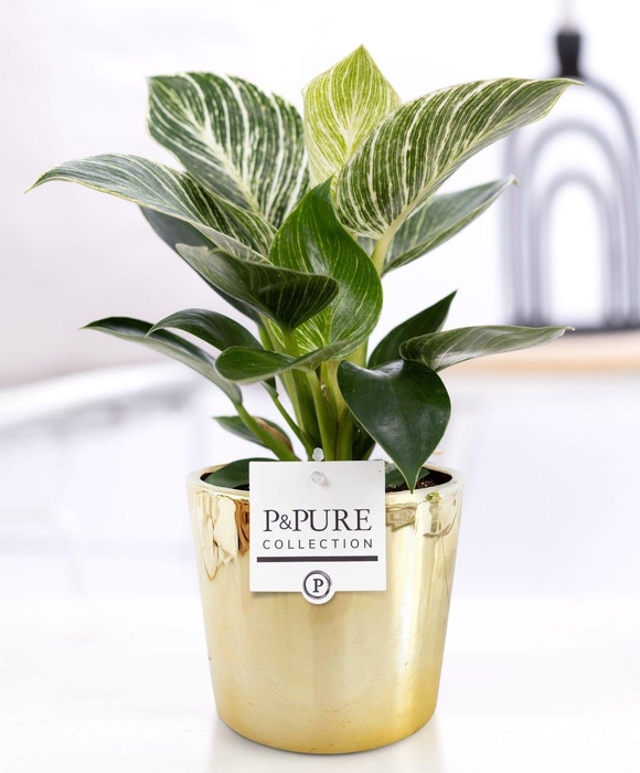 <h4>Philodendron White Wave in P&PURE Laryssa ceramics shiny gold</h4>
