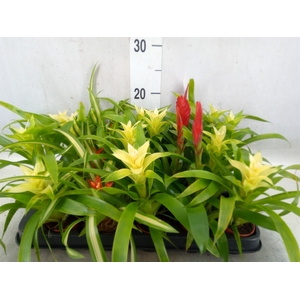 Bromelia   ...mix