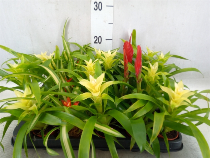 <h4>Bromelia   ...mix</h4>