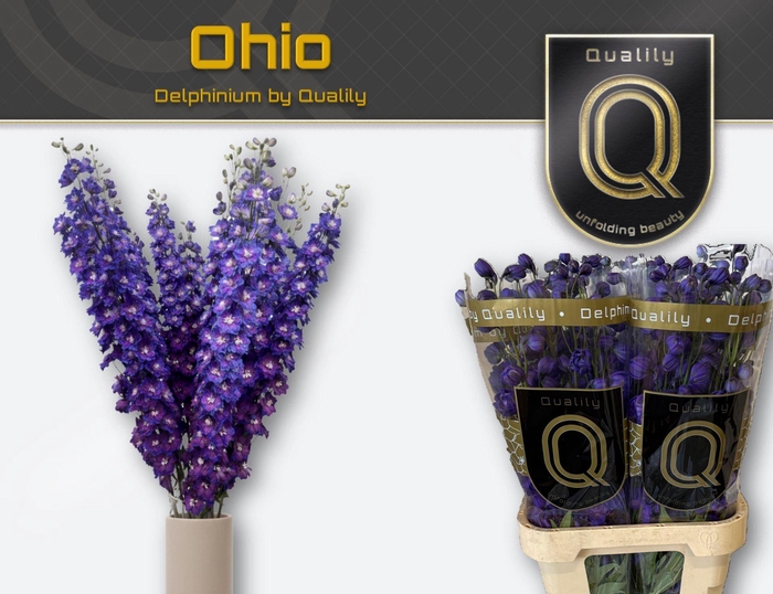 <h4>DELPHINIUM DU 'DELPHIS OHIO'</h4>
