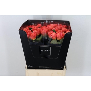 R Gr Miss Piggy+ Allure Ex