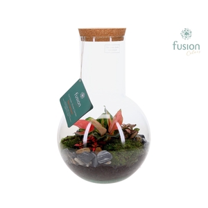 Green Bottle Suzanne Large met Terrarium arrangement