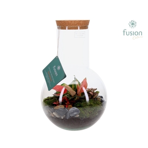 Green Bottle Suzanne Large met Terrarium arrangement