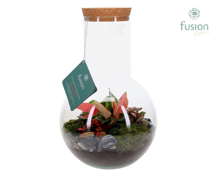 <h4>Green Bottle Suzanne Large met Terrarium arrangement</h4>