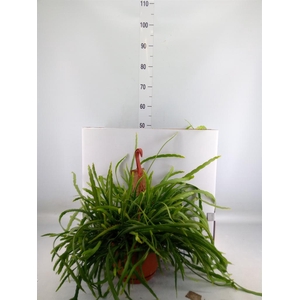 Lepismium bolivianum