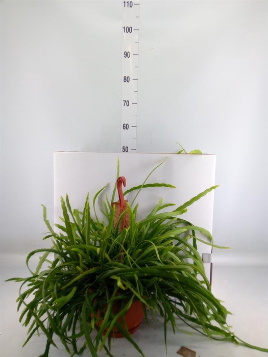 <h4>Lepismium bolivianum</h4>