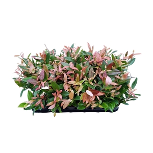 Leucothoe axillaris 'Zeblid'