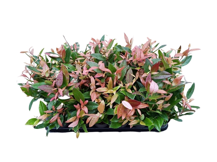 <h4>Leucothoe axillaris 'Zeblid'</h4>