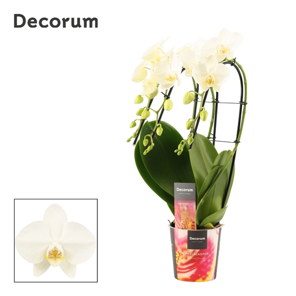 <h4>Phalaenopsis triple cascade wit (Decorum)</h4>