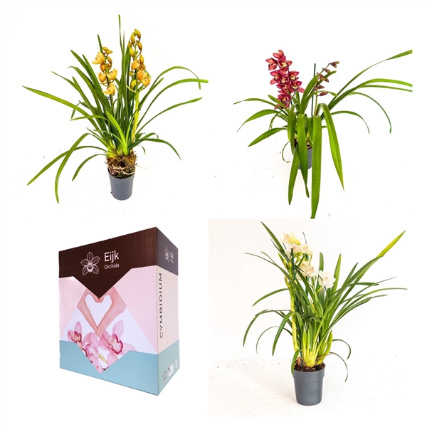 <h4>2 tak cymbidium mix</h4>