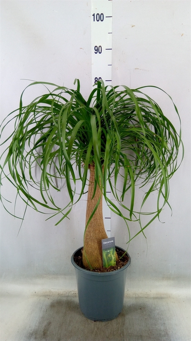 <h4>Beaucarnea recurvata</h4>