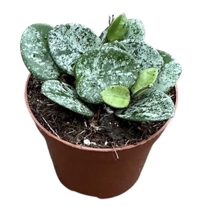 Hoya Mathilde splash