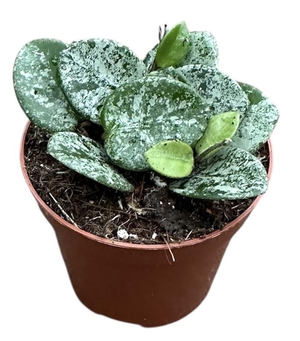 <h4>Hoya Mathilde splash</h4>