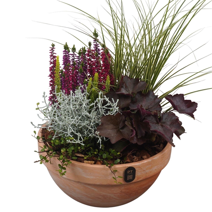 <h4>Arr.   Tuinplanten L%</h4>