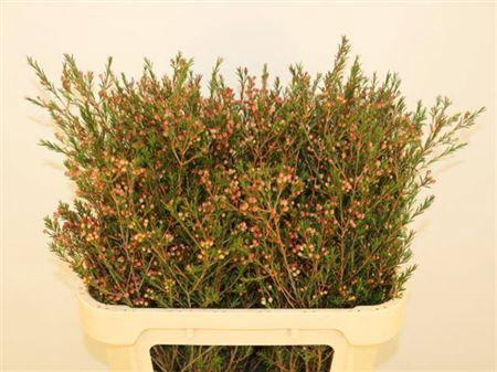 <h4>Chame Me Sirius</h4>