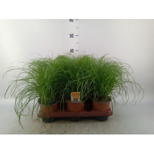 Cyperus alternifolius 'Zumula'