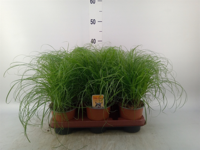 <h4>Cyperus alternifolius 'Zumula'</h4>