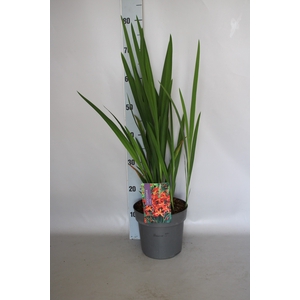 vaste planten 19 cm  Crocosmia Fire King