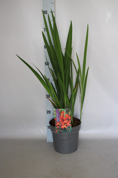 <h4>vaste planten 19 cm  Crocosmia Fire King</h4>