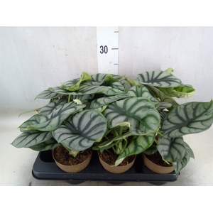 Alocasia   ...
