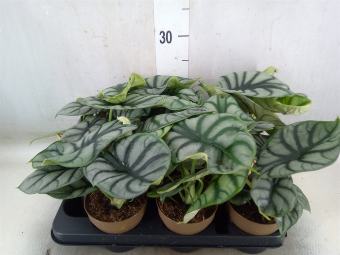 <h4>Alocasia   ...</h4>