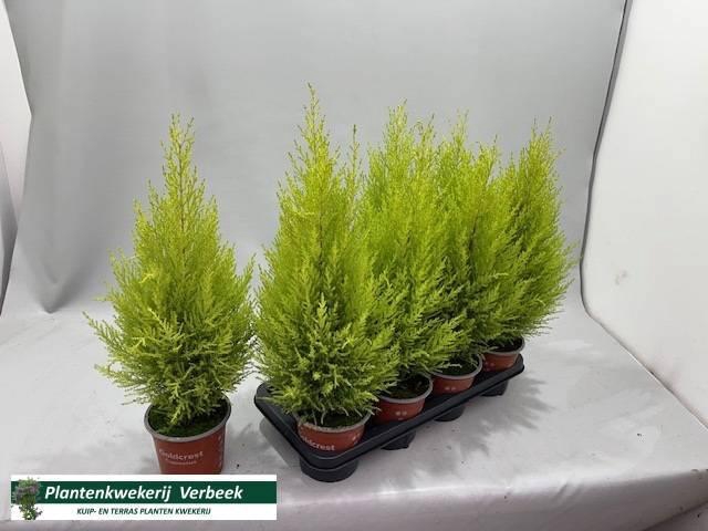 <h4>CUPR MA GOLDC WILMA</h4>