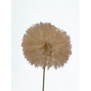 Dandelion Champagne d12x28h