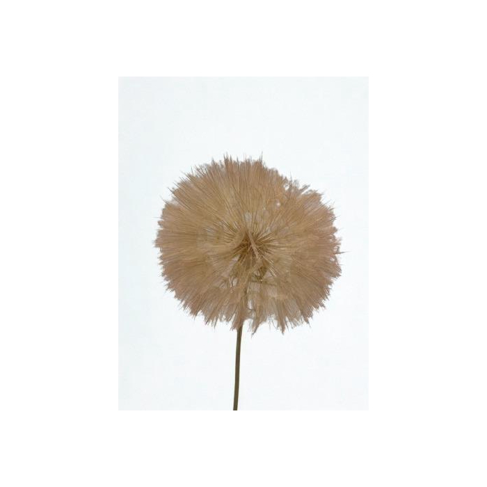 <h4>Dandelion Champagne d12x28h</h4>