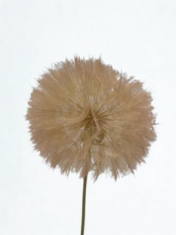<h4>Dandelion Champagne d12x28h</h4>