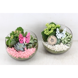 arr2 PL - Glas bol schuin x5 - roze/wit