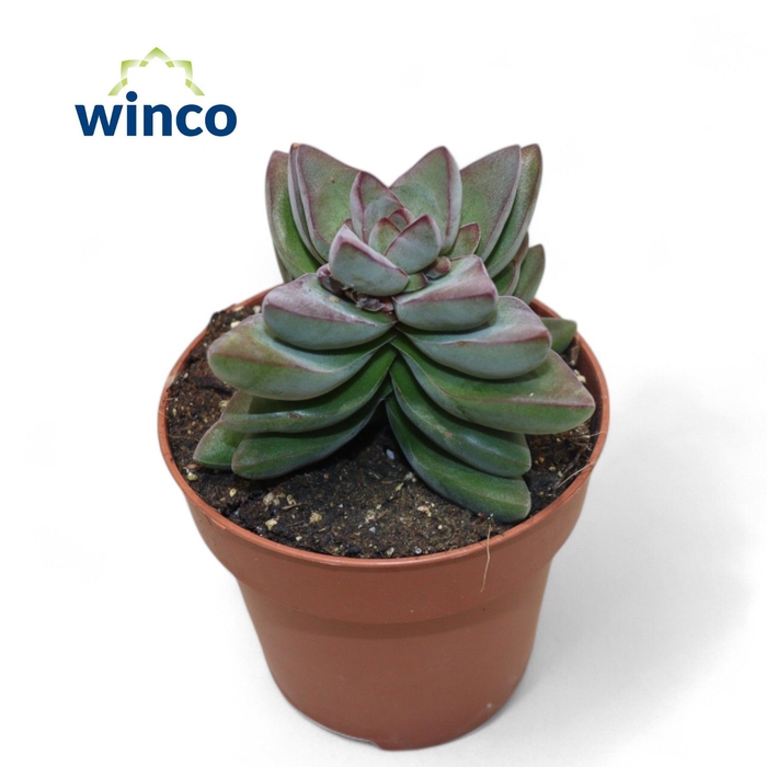 <h4>Crassula White Ben</h4>