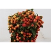 MALUS RED SENTINEL