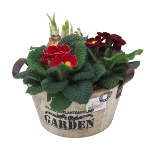 Primula ronde bak tet 422