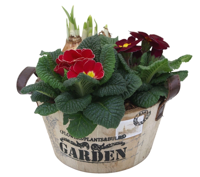 <h4>Primula ronde bak tet 422</h4>