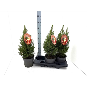 Picea Gl Perfecta