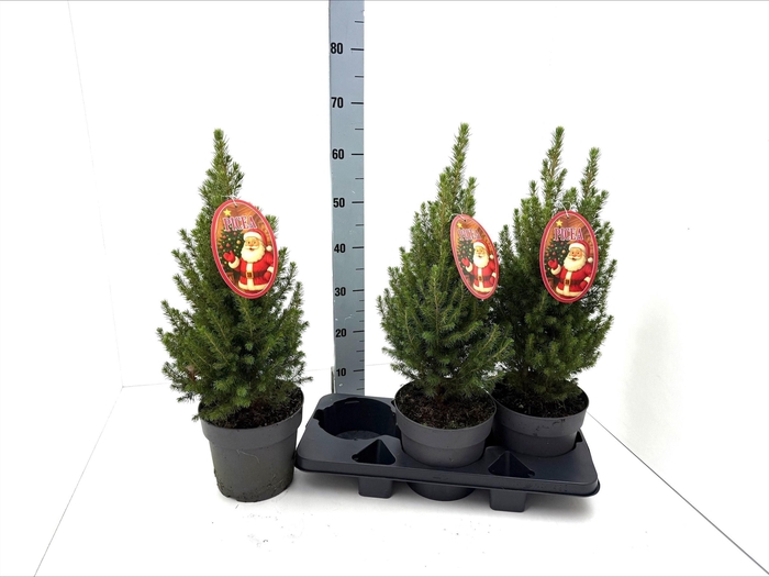 PICEA GL PERFECTA