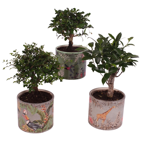 <h4>Bonsai Indoor Mix Ø12cm Ball Shape in Ø13cm Ceramic BY561</h4>