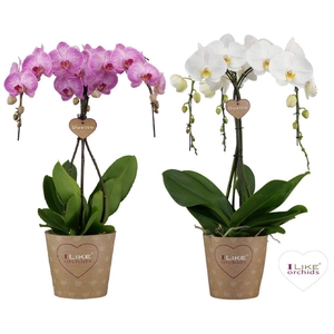 Duetto Ornamento mix - 5 tak