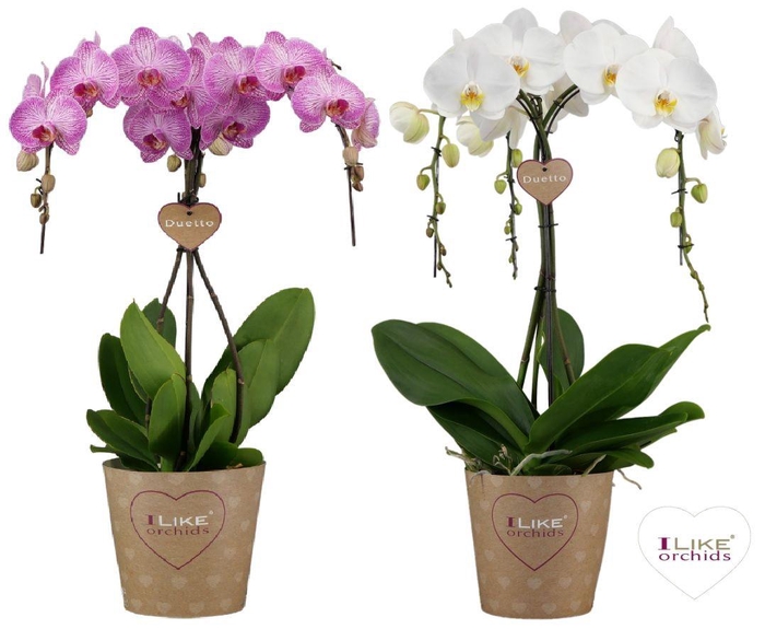 <h4>Duetto Ornamento mix - 5 tak</h4>