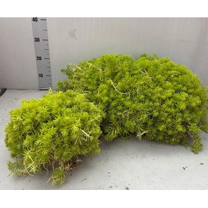 SEDUM OV