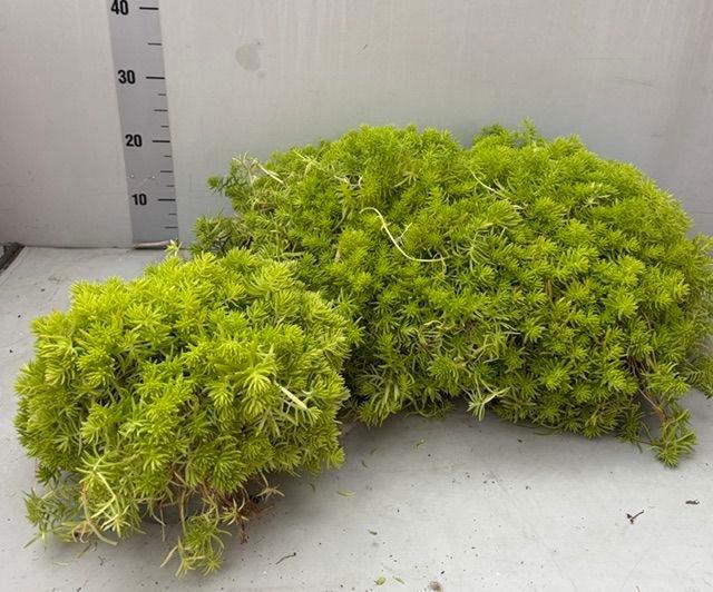 <h4>SEDUM OV</h4>