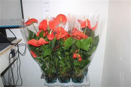 <h4>Anthu An Nebraska 6+ Big Bloemen</h4>