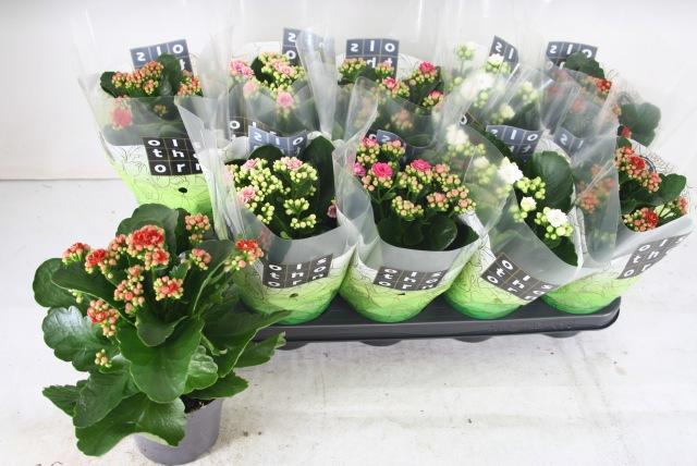 <h4>KAL GE GEM 4 KL</h4>