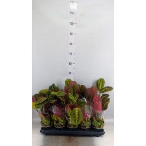 Maranta leuc. 'Fascinator'