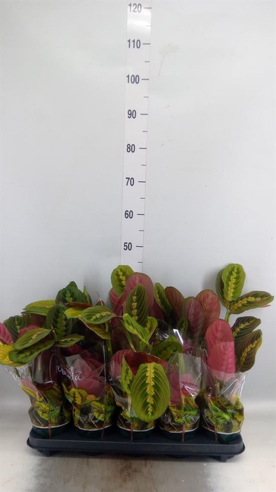<h4>Maranta leuc. 'Fascinator'</h4>