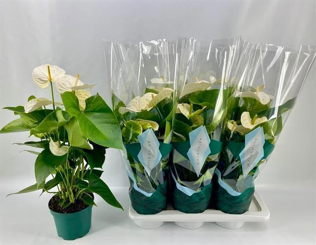 <h4>ANTHU A SAMORA</h4>