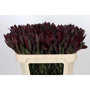 LEUCADENDRON  'SAFARI SUNSET'